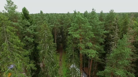 Aerial view of pine forest Video stock 66236294