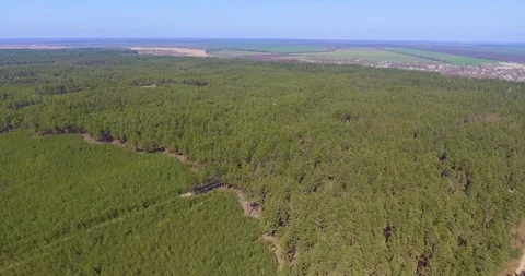 Aerial view of pine forest. Stock Footage 90001389