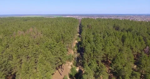 Aerial view of pine forest. Stock Footage 91247518