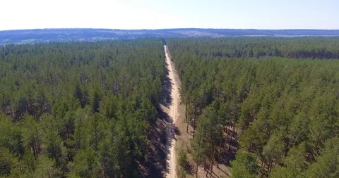 Aerial view of pine forest. Stock Footage 91247650