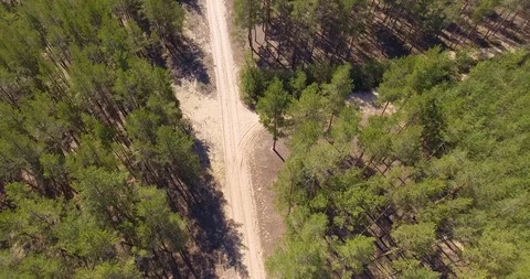 Aerial view of pine forest. Stock Footage 91247729