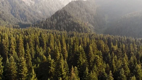 Aerial View Of Pine Forest Stock Footage 94623820