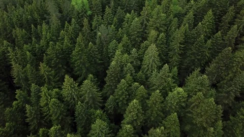 Aerial View Of Pine Forest Stock Footage 96027762