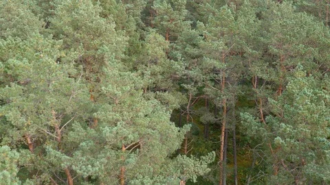 Aerial view of pine forest 스톡 동영상 121642657