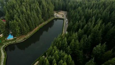 Aerial view of pine forest. Forest top view. Drone view of a greenery forest  Stock Footage 203819807