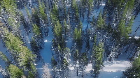 Aerial view of pine forest in high mountains 4K, Top view to fir forest America Video stock 251920925