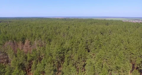 Aerial view of pine forest. Landscape panorama. Stock Footage 91247531