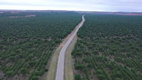 Aerial view of pine forest landscape with long straight rural road Stock Footage 327641749