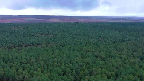 Aerial view of pine forest landscape Stock Footage 327709330