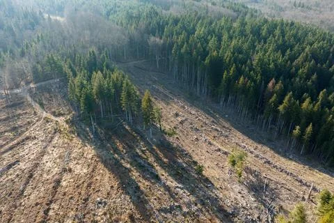 Aerial view of pine forest with large area of cut down trees as result of global Stock Photos