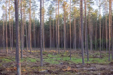 Aerial view of pine forest with large area of cut down trees as result of g.. Stock Photos