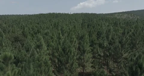 Aerial view of pine forest in Mayuge, Uganda. Stock Footage 340338967