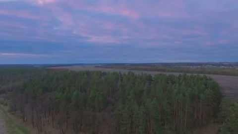 Aerial view of the pine forest in meadow Stock Footage 74630538