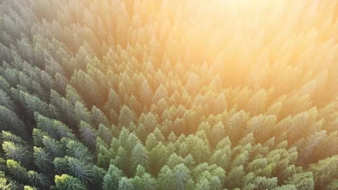 Aerial view of pine forest mountain at sunset Video stock 147630541