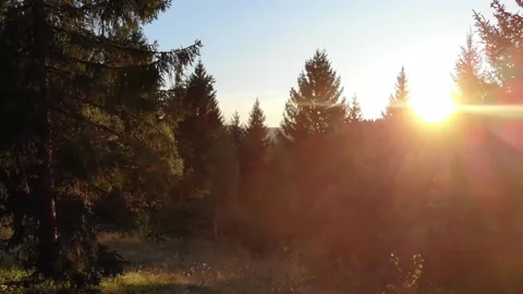 Aerial view of pine forest mountain at sunset Video stock 147672901