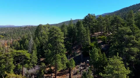 Aerial View of Pine Forest on Mountain Slopes in Big Bear California Stock Footage 325913229