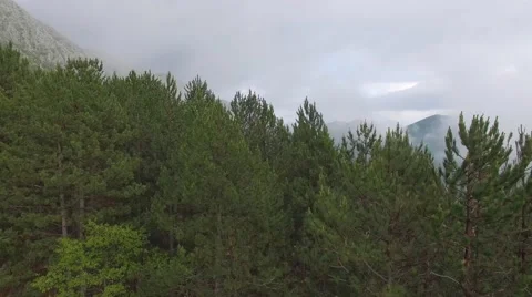 Aerial view of the pine forest in the mountains Stock Footage 63473363