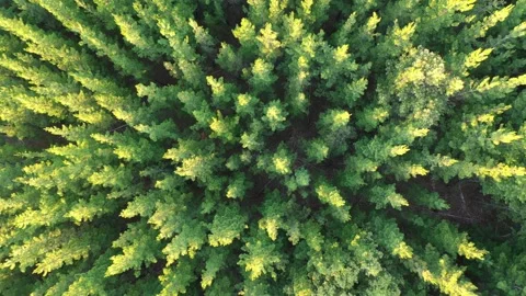 Aerial view of pine forest in nature forming patterns Western Australia Stock Footage 152256759