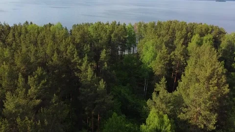 Aerial view of a pine forest next to a big lake. Stock Footage 306870845