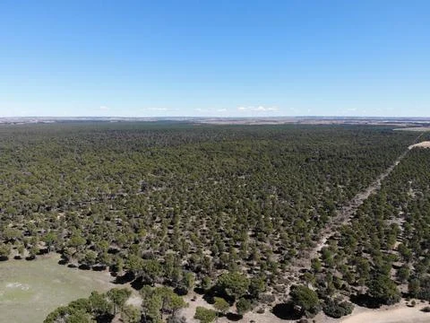 Aerial view of pine forest Stock Photos