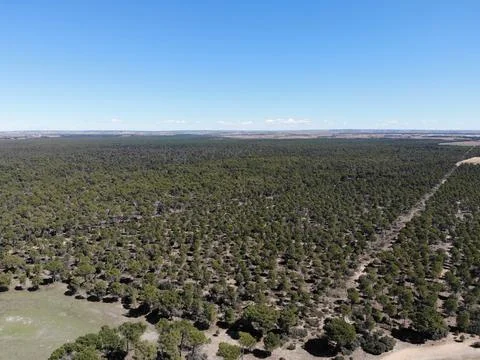 Aerial view of pine forest Stock Photos