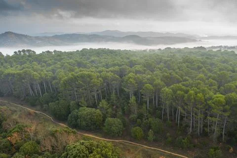 Aerial view of pine forest. Stock Photos