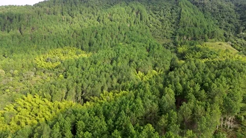 Aerial view of pine forest, Rows of pine trees in natural landscape, Pine forest Stock Footage 315194023