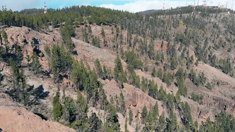 Aerial view - pine forest on the slope of mountains of volcanic origin, a Stock Footage 113229561
