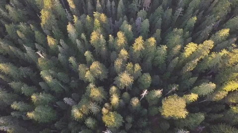 Aerial view, pine forest in spring or summer time. Start touristic season. Stock Footage 128921228