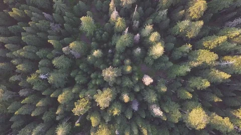 Aerial view, pine forest in spring or summer time. Start touristic season. Stock Footage 128921343