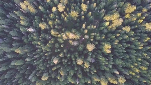 Aerial view, pine forest in spring or summer time. Start touristic season. Stock Footage 128921545