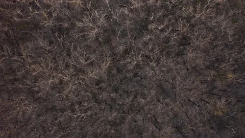 Aerial view pine forest in spring or summer time. Start touristic season. Aer Stock-Footage 129807960