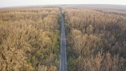 Aerial view pine forest in spring or summer time. Start touristic season. Aer Stock-Footage 129808041