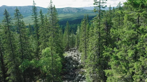 Aerial view of pine forest, stone and boulders on mountain slopes Video stock 138006843