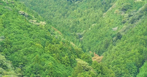Aerial view of pine forest in summer. Vídeos de archivo 252446279
