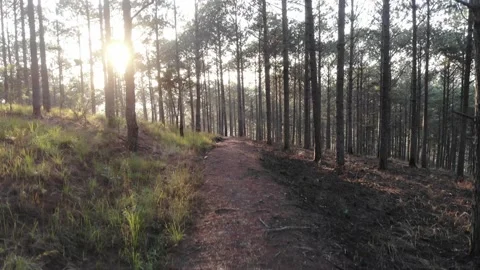 Aerial view of Pine forest at sunrise in Dalat, Lam Dong, Vietnam Stock Footage 130997041