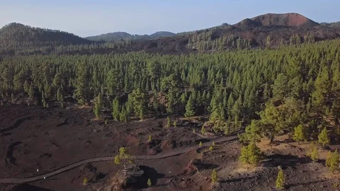 Aerial view of pine forest in Teide caldera, Tenerife Video stock 115594510