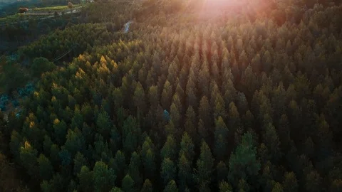 Aerial View of Pine Forest Tree Tops Flying Above Trees in Countryside Landscape Stock Footage 104621286