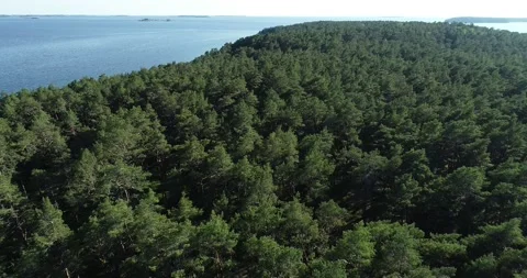 Aerial view of pine forest trees near sea shore. Stock Footage 135810164