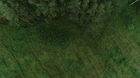 Aerial view of pine forest treetops Stock Footage 129290164