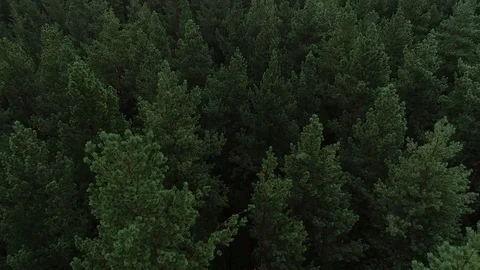 Aerial view of pine forest treetops. Stock Footage 129290196