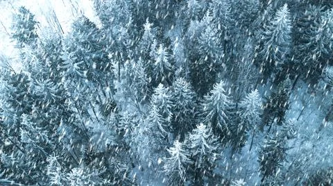 Aerial view on pine forest under the snow in winter. Nature.Landscape.Winter  Stock Photos