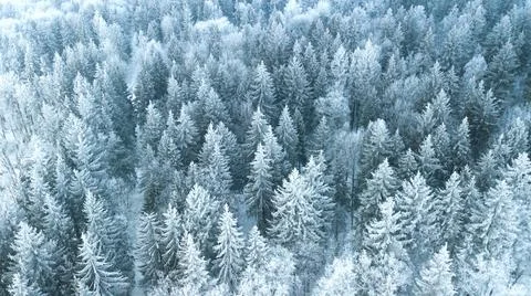 Aerial view on pine forest under the snow in winter. Nature.Landscape.Winter  Stock Photos