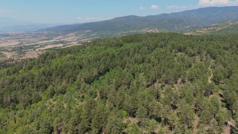 Aerial view of pine forest in Western Rhodopes, Bulgaria Stock Footage 343621740