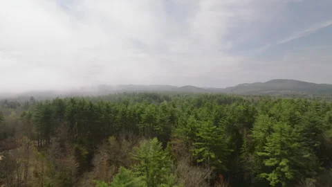 Aerial view of a pine forest with the White Mountains in the background Stock Footage 308487300