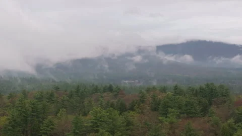 Aerial view of a pine forest with the White Mountains in the background Stock Footage 308487526