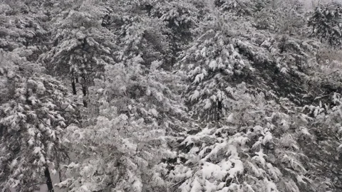 Aerial view of pine forest in winter Stock Footage 146057619