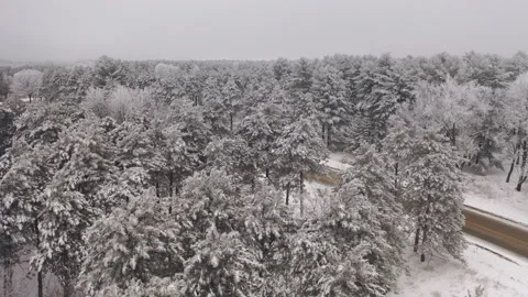 Aerial view of pine forest in winter, car driving on rustic road. Stock Footage 146058681