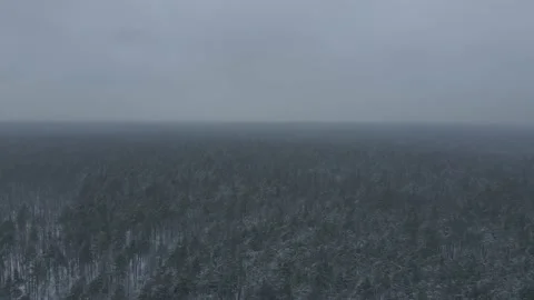 Aerial view of pine forest in winter Stock Footage 153244384
