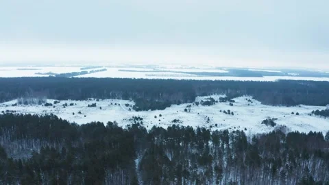 Aerial view of the pine forest in the winter. Top view to the forest.  Beauti Stock Footage 219864941